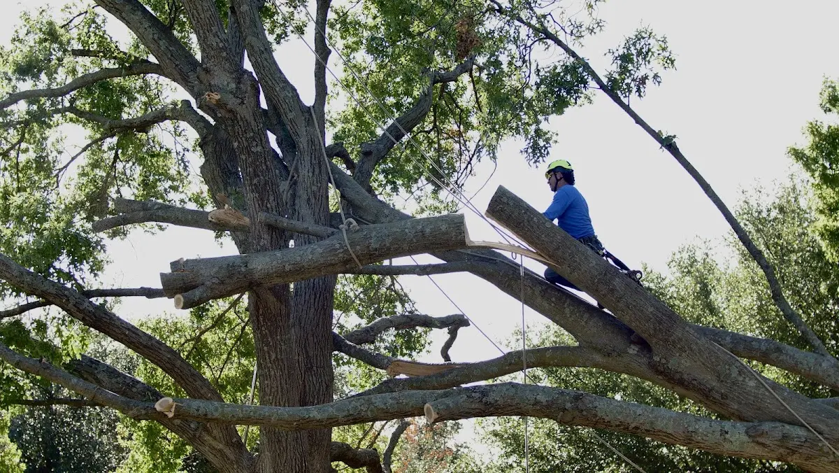 Professional Crown Thinning performed by certified arborists in Portsmouth