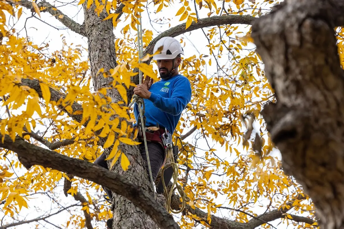 Skilled Tree Planting crew working in Portsmouth